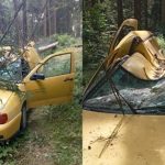 (VIDEO) Drama u šumi: Ogromno drvo palo na vozilo drvosječa i potpuno ga uništilo