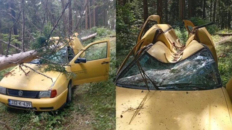 (VIDEO) Drama u šumi: Ogromno drvo palo na vozilo drvosječa i potpuno ga uništilo