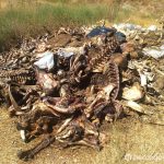Ekološki skandal u Stocu: Animalni otpad zatrpava kanjon Bregave, gradonačelnik šuti