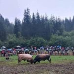 Zastupnik Kajan traži zabranu korida i borbi životinja u FBiH: “Vrijeme je za civilizacijski iskorak”