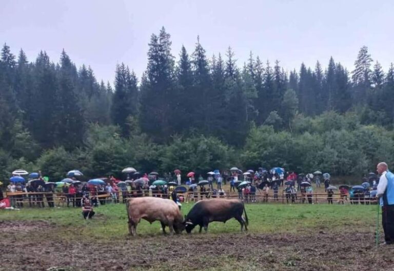 Zastupnik Kajan traži zabranu korida i borbi životinja u FBiH: “Vrijeme je za civilizacijski iskorak”