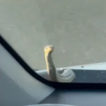 DRAMA NA AUTOPUTU KOD BOSILJEVA: Zmija izašla iz haube usred vožnje, vozač u šoku!